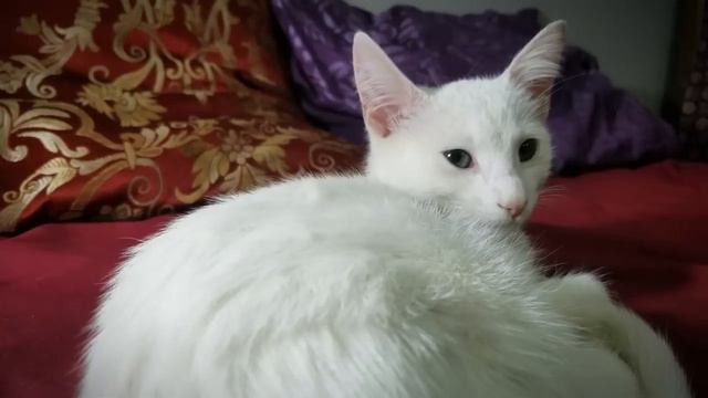 мурчание кота. приятное мурлыканье кошки для сна 1 час