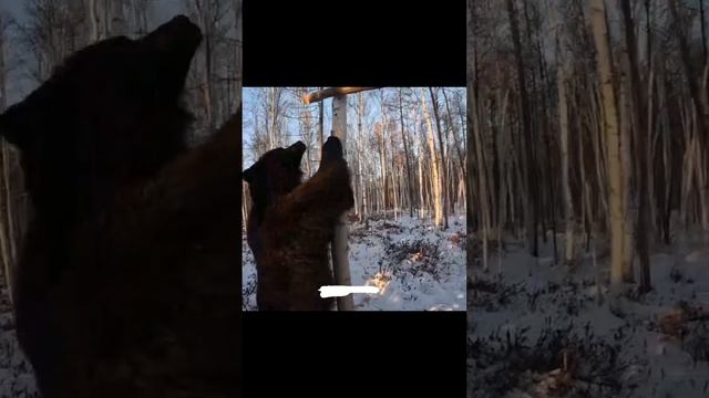 Мишки соревнуются в добыче сгущёнки с деревьев