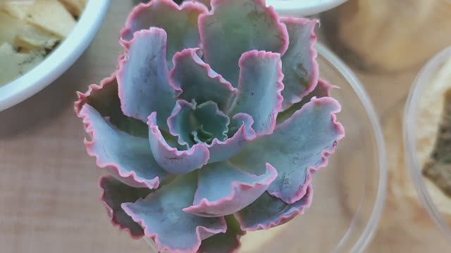 Распаковка растений из интернет-магазина Кактус Гарден! Бомбический подарок от продавца!