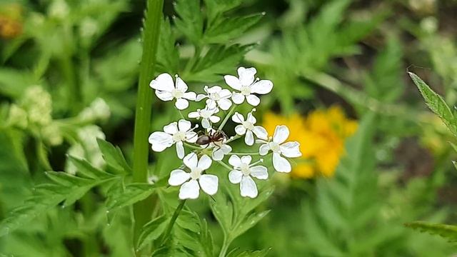 Муравьи тоже любят нектар!??