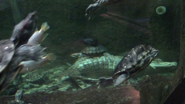 Минский зоопарк. Любовь у крокодилов (18+).