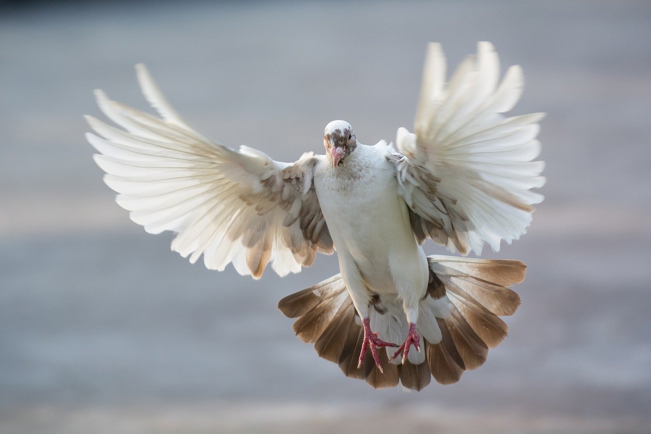 И КРУЖАТСЯ СНЕЖИНКИ - Александр Орлов (муз Александр Орлов, сл Валерий Гурков)