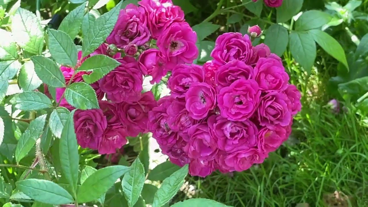 Август в Саду 6 августа 2022 часть 2