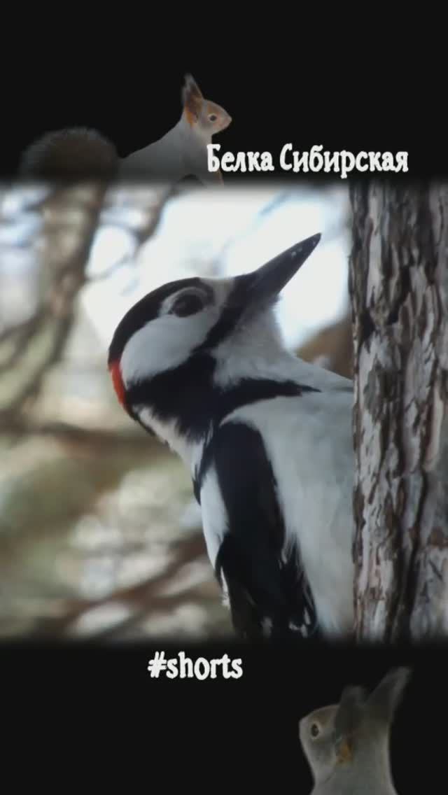 #shorts Дятел на ветру