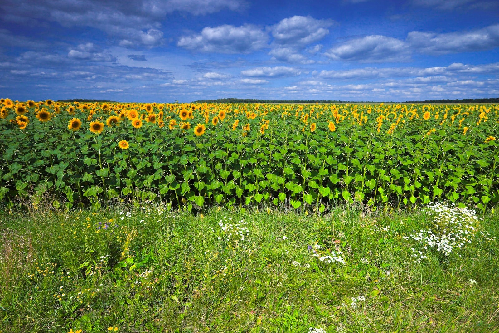 "ТЕМА УШЕДШЕГО ЛЕТА.".. (Фото Юрия Морозова (Рязань), музыка - Янни Хрисомалис (Греция-США))