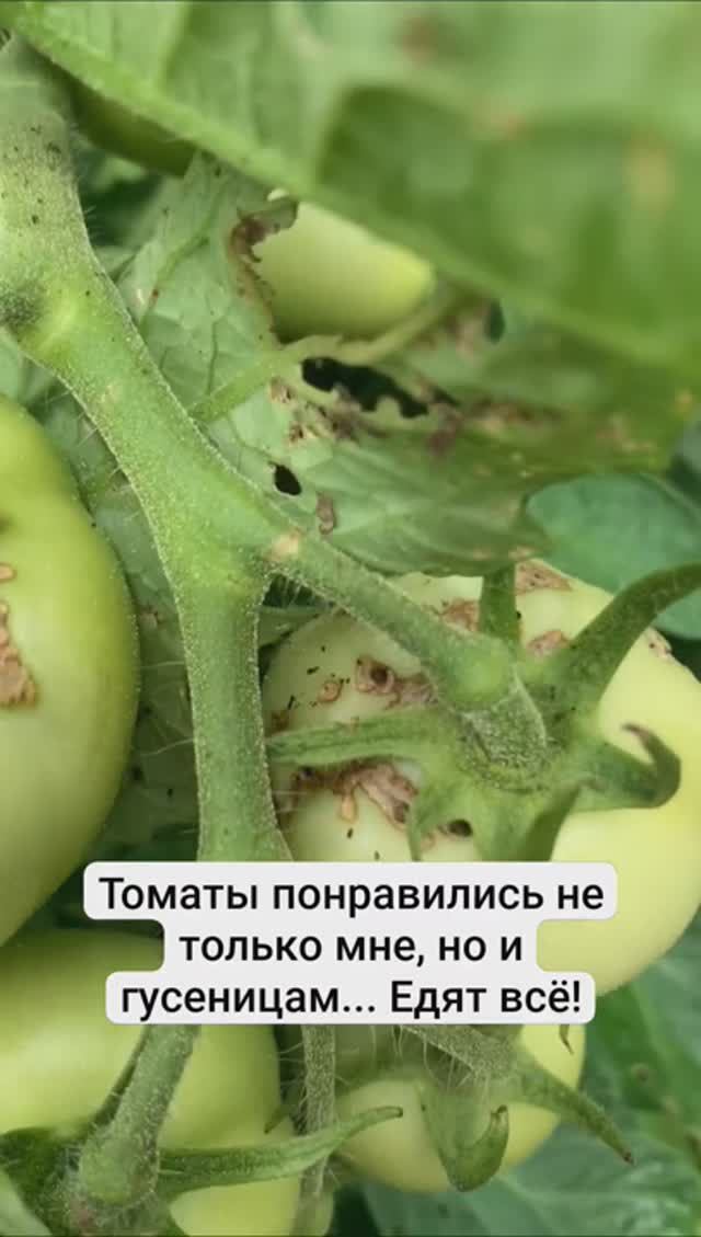 Томаты понравились не только мне, но и гусеницам... Едят всё!