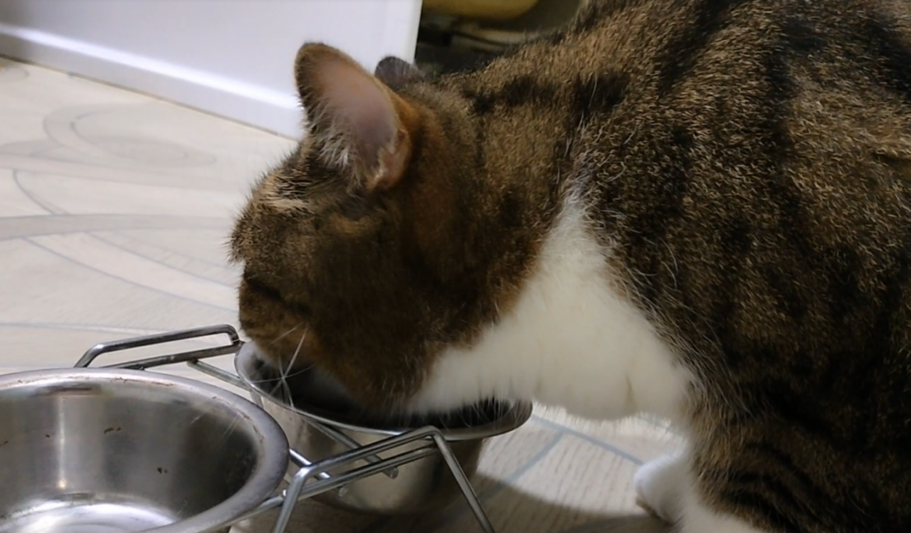 Британский кот кушает и пьет водичку. ?