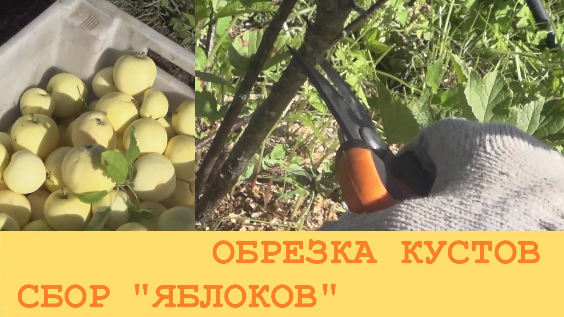 2024 Август. Сад в деревне: обрезка кустов и сбор "яблоков".