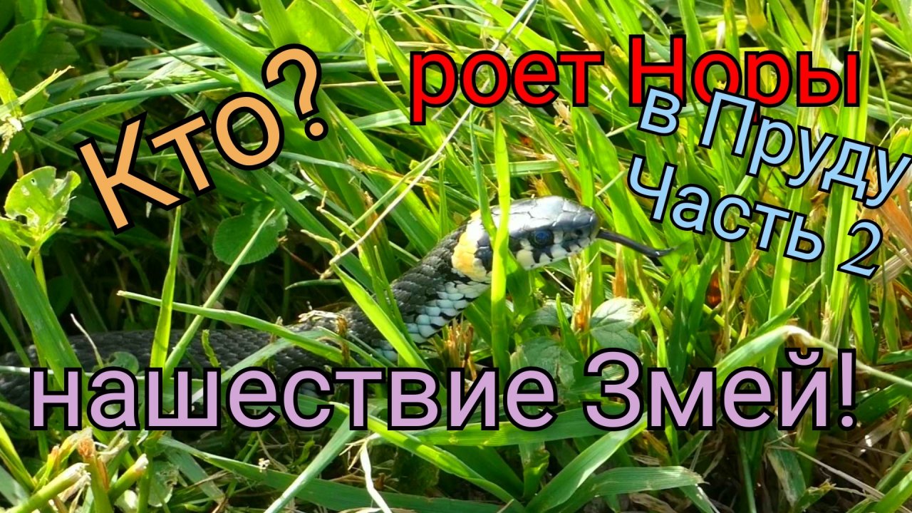 Кто роет норы в пруду часть 2. Нашествие Змей! Who digs holes in the pond part 2 Invasion of Snakes!