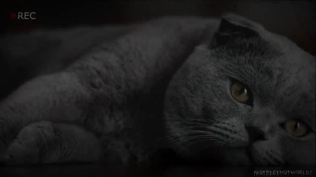 Страшные истории на ночь - что вылезло из тумана 4! Страшилки на ночь