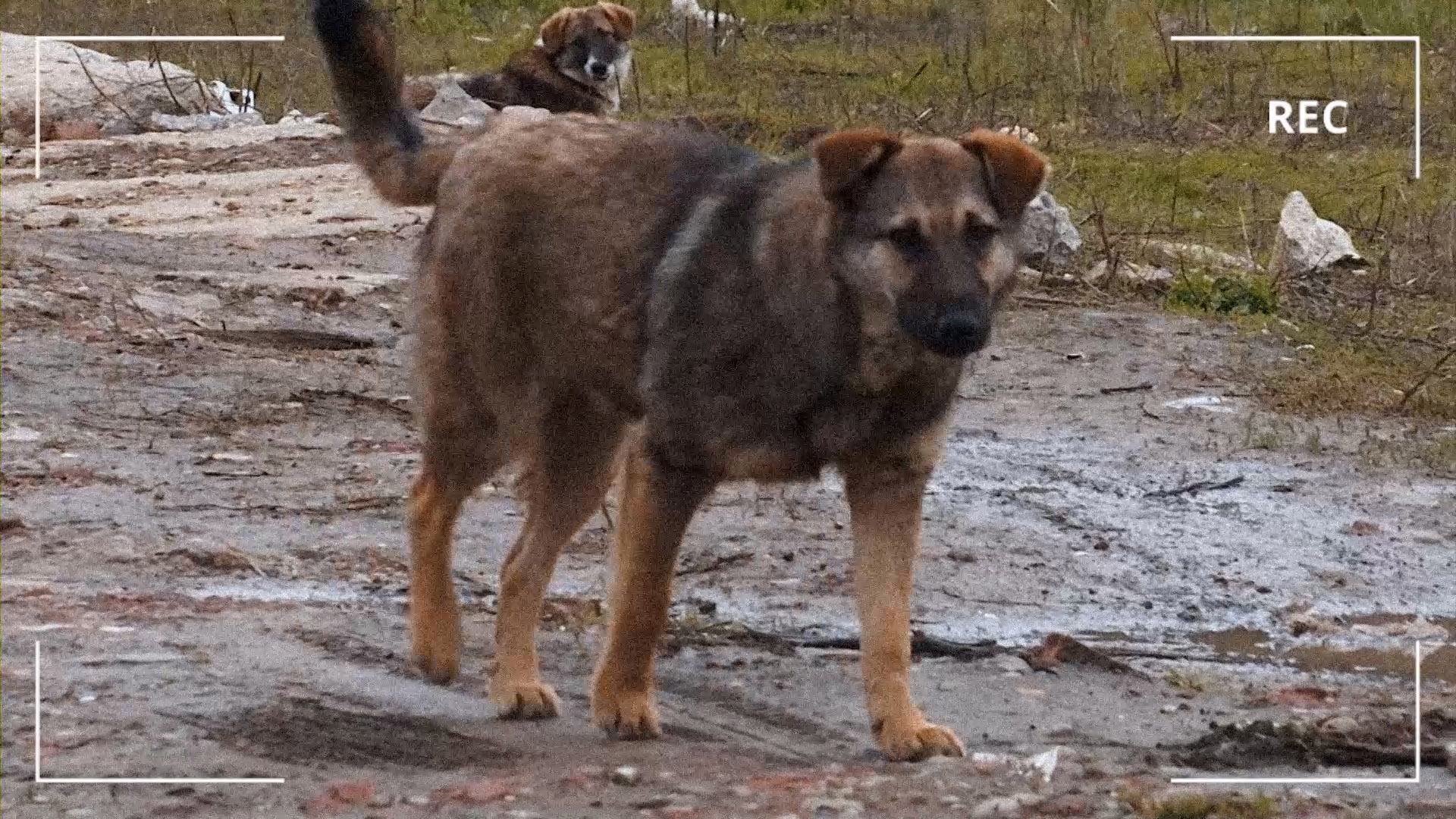 Чье собачье дело? | Такое дело 20.05.2022