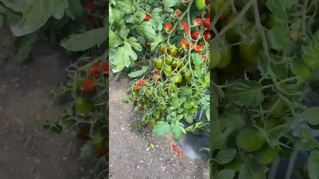 ТОМАТНОЕ ЛЕТО