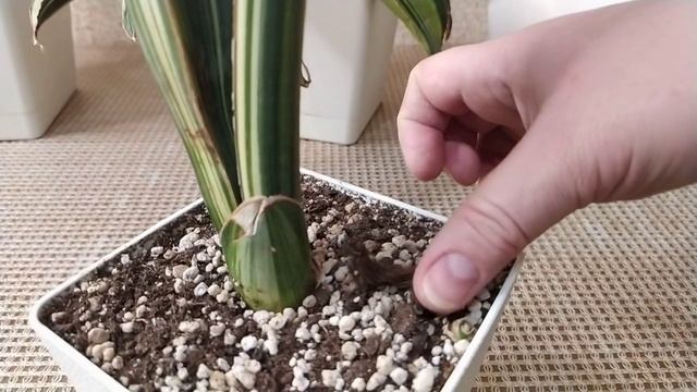 Сансевиерии Синус - Обзор моих растений.