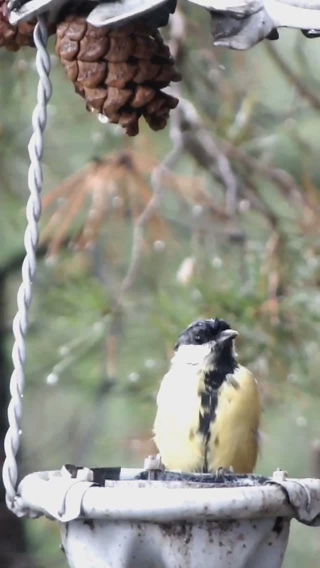Синицы во время дождя