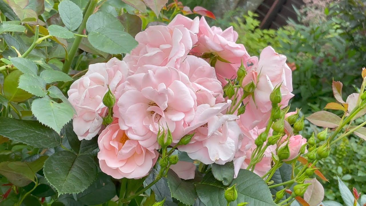 Август в Саду 17 августа 2023 часть 3