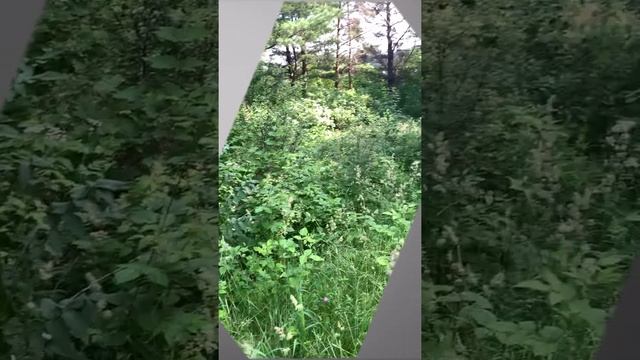 Фотоохота на зайцев в Кисловодском парке