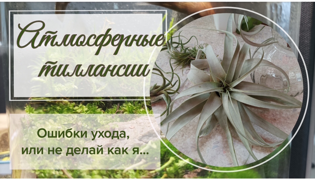 Атмосферные тилландсии. Особенности ухода осень- зима.