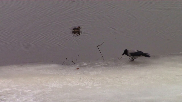 Вороны и утка