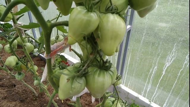 Вершинная гниль. Срочно подкармливаю томаты.mp4