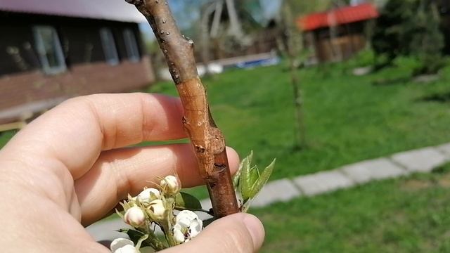 цветение моей привитой груши. 14.05.2021.