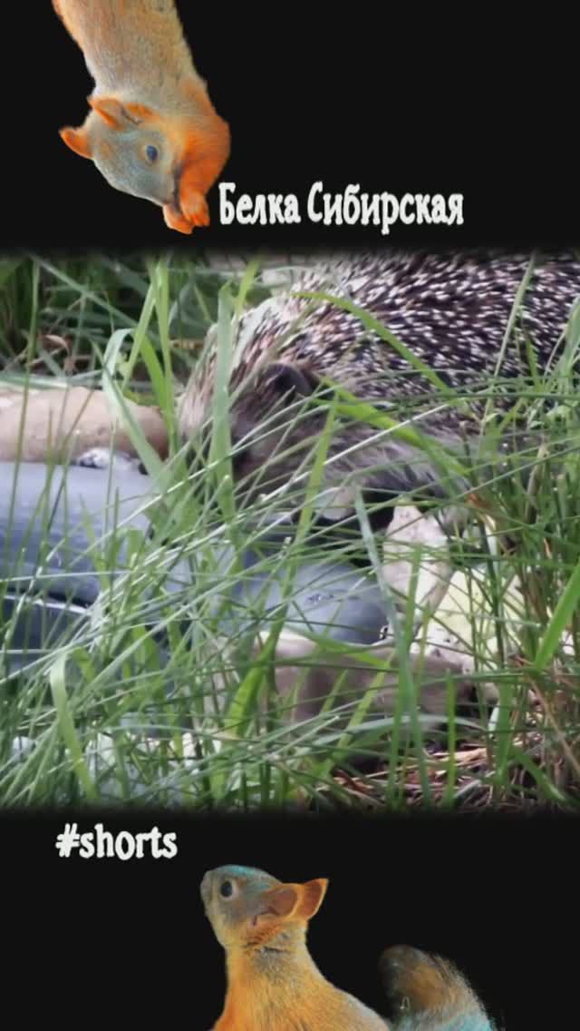 Ежик пьет из пруда