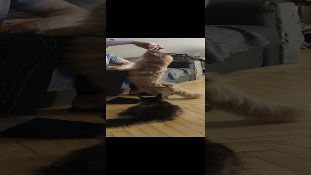 Котик, дай лапу 20.10.2022