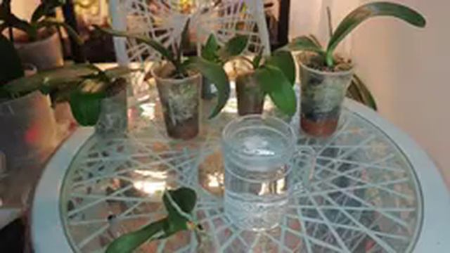 ОРХОЭКСПЕРЕМЕНТ: ОРХОРАЙ специально прислал больные гнилые орхидеи