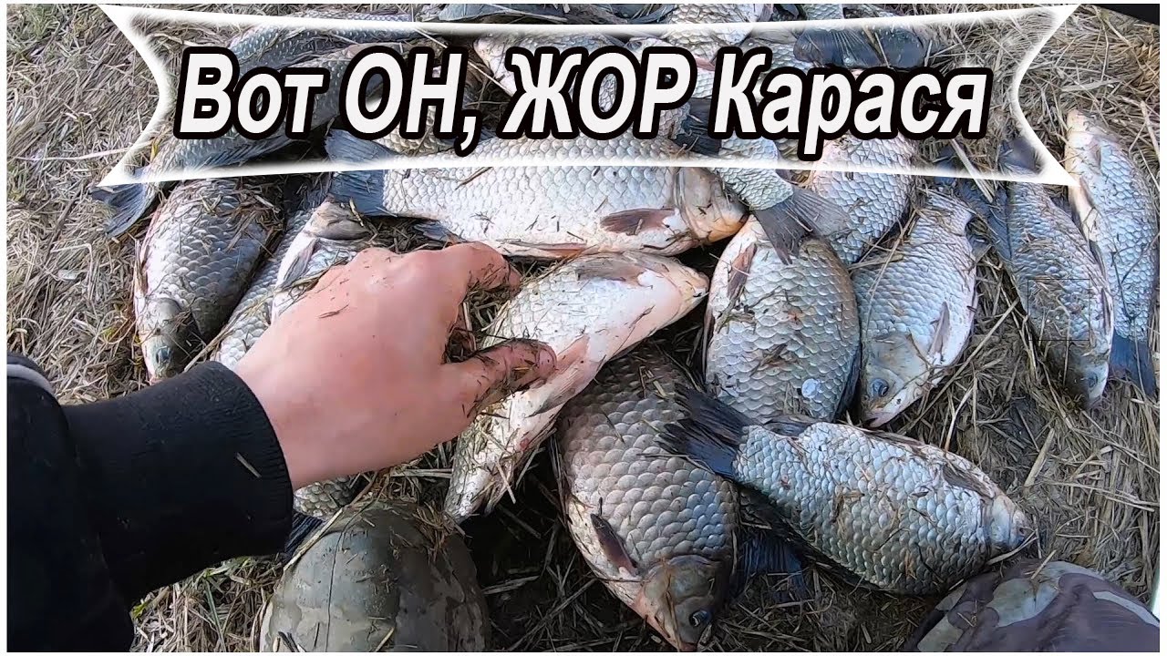 СКОЛЬКОЖ ТУТ Крупного Карася! Рыбалка в Апреле на поплавок весной, ловля