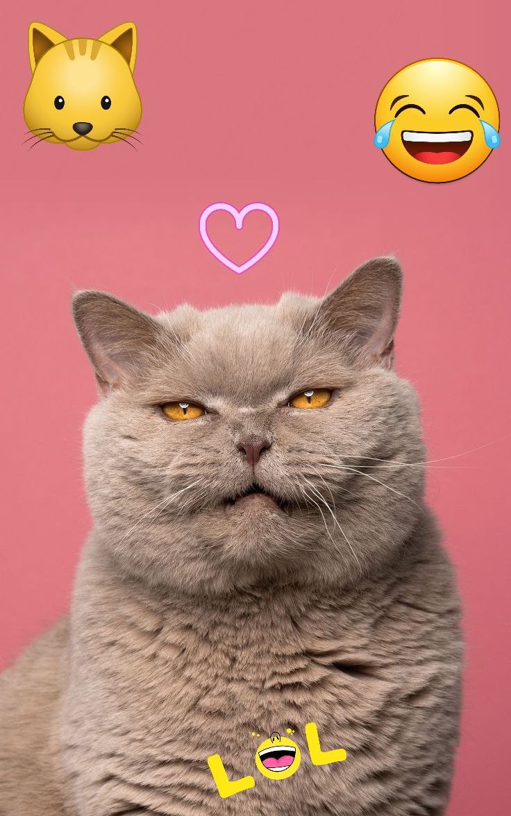 Смешные и интересные животные