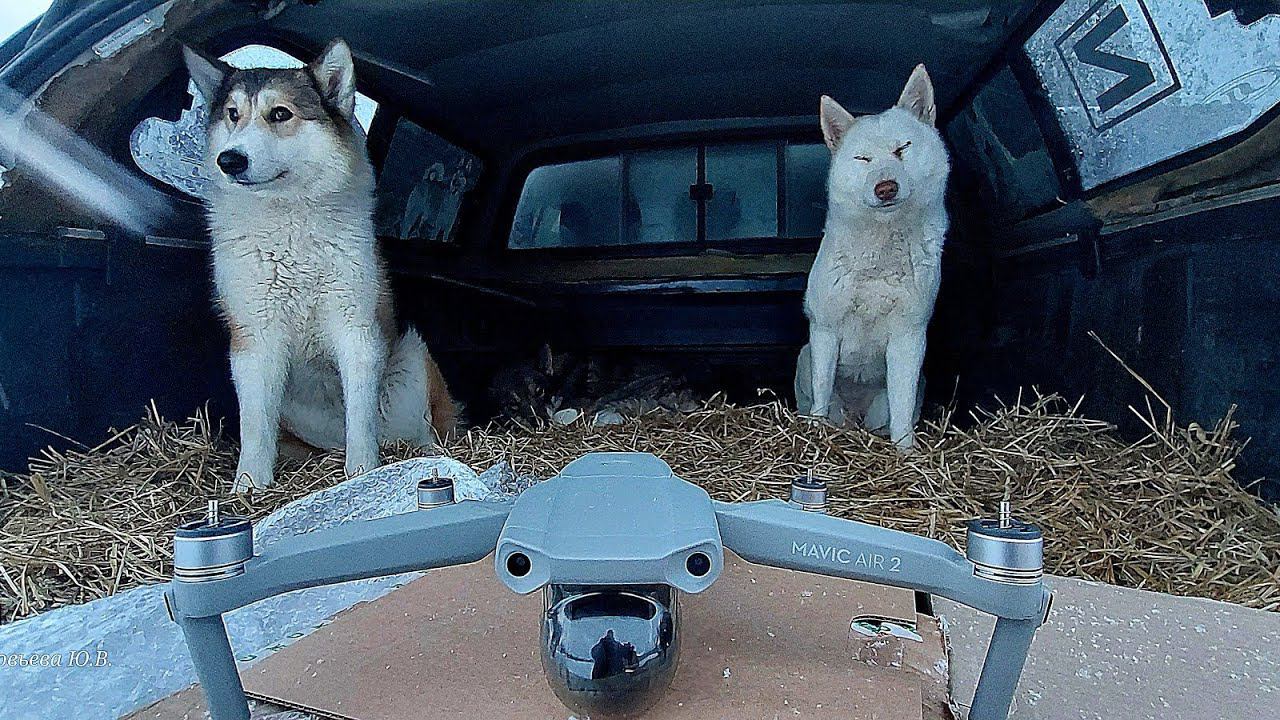 С Каюром за дроном