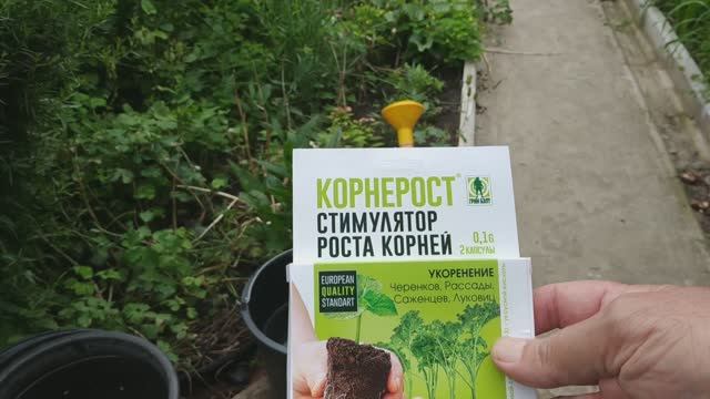 Увядание верхушки томатов (продолжение).