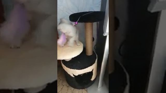 #shorts Из жизни кошечки моей подруги. Играй пока молода!.mp4