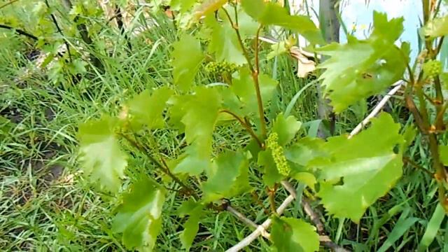 Совиньон Блан