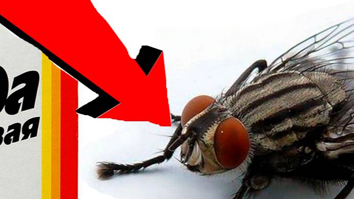Как быстро избавиться от мух За 3 Секунды!!!!!!!!!!!