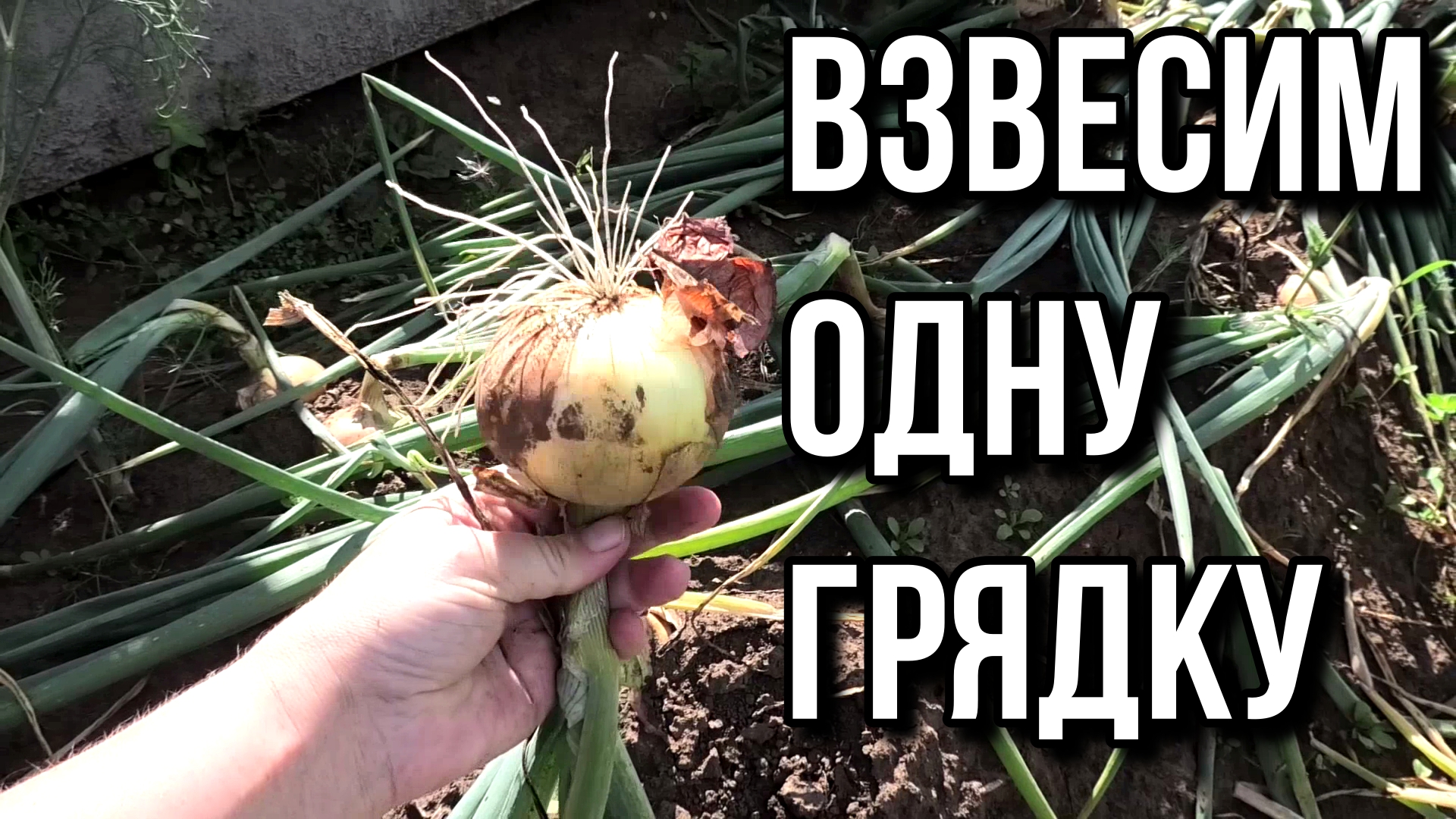 Сколько кг лука с одной грядки собрала....