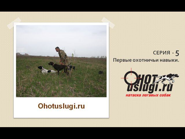 Обучение и натаска легавых собак. Серия 5 - Формирование первых охотничьих навыков