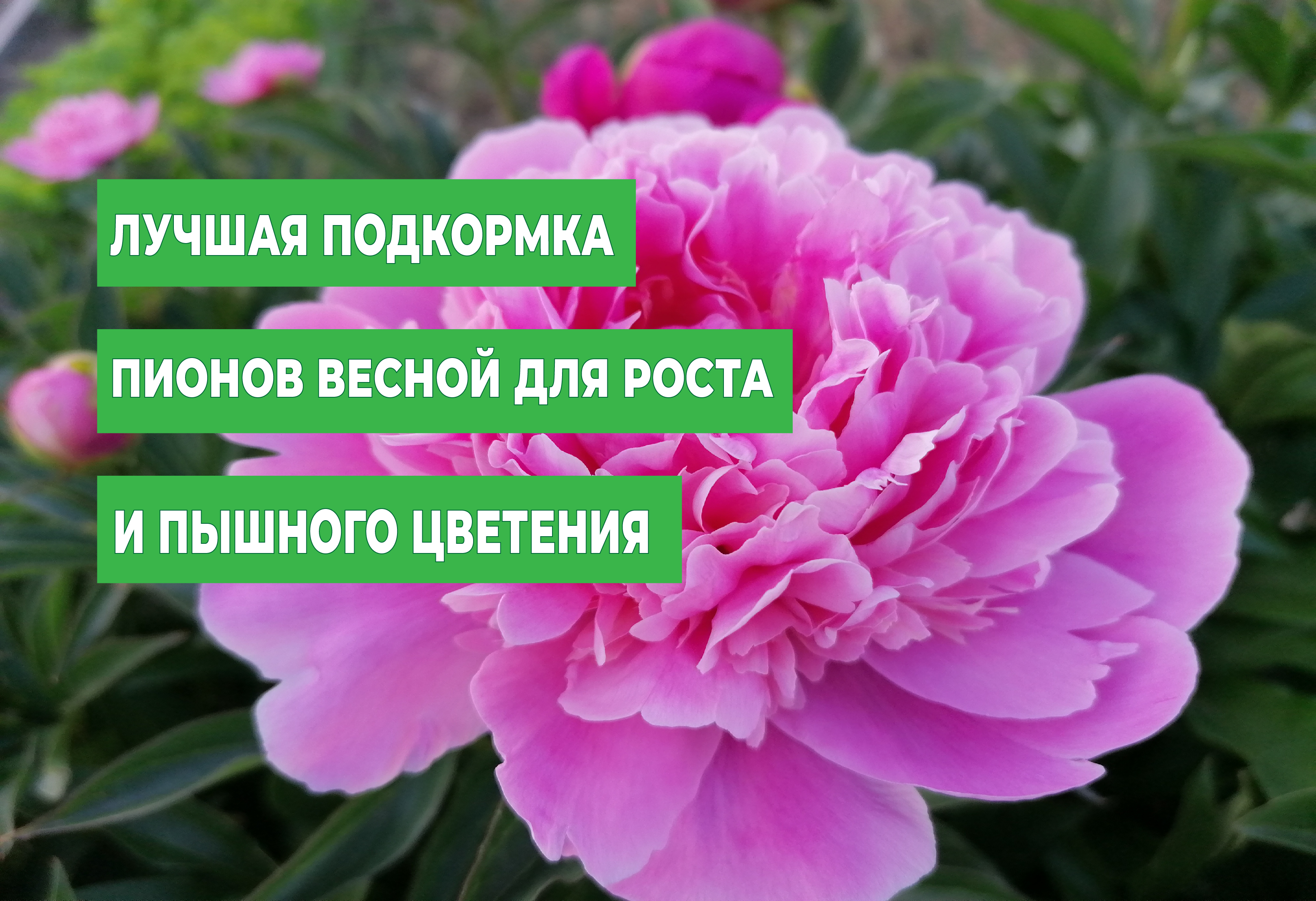 Лучшая подкормка пионов весной для роста и пышного цветения в будущем.