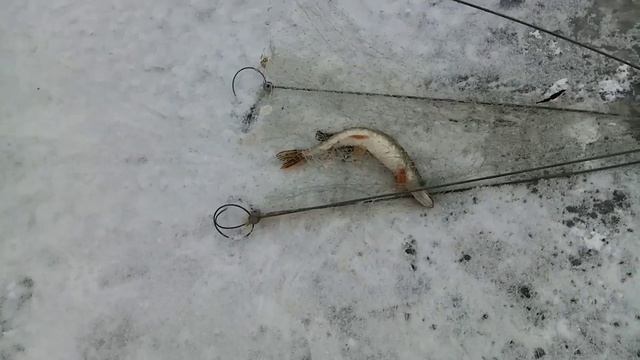 Хапугу утащила под лёд.