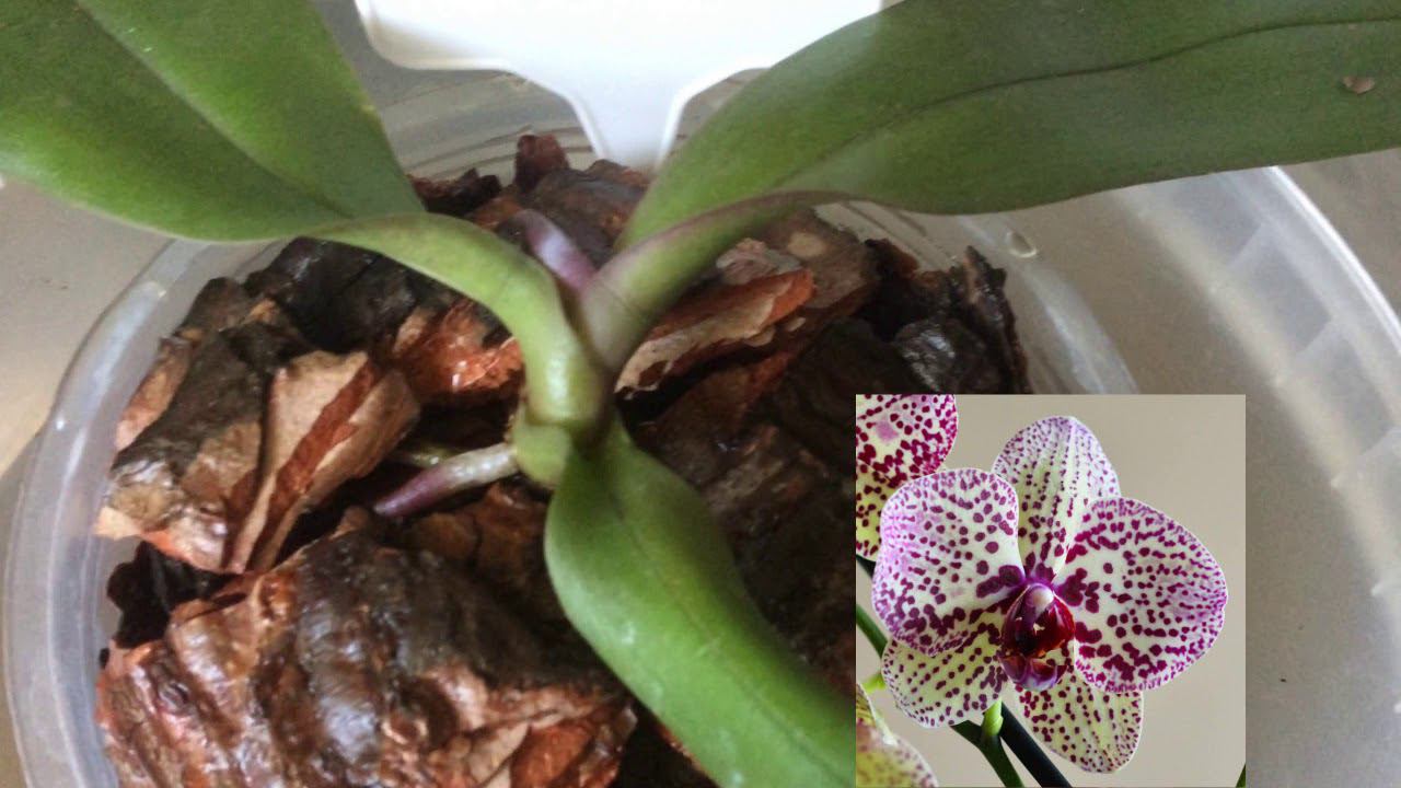 ОРХИДЕИ из посылки ПЕРЕСАДКА КОРНИ ЛИСТЬЯ