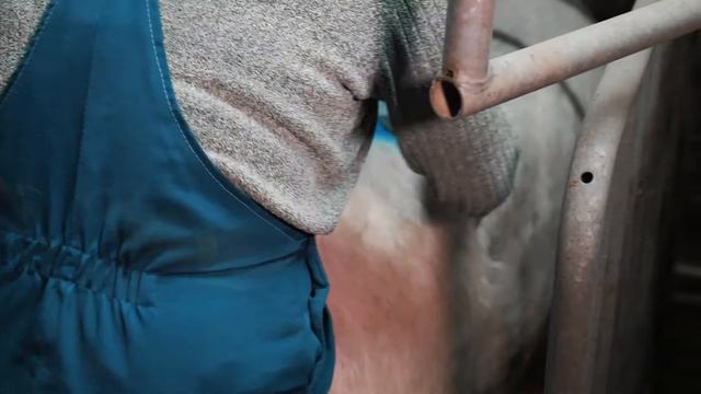 Технологии искусственного осеменения свиней на участке холостых и супоросных свиноматок