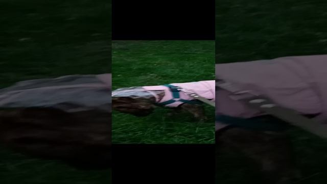 Гуляем в дождь!