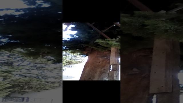 Кошка прыгнула на дерево.