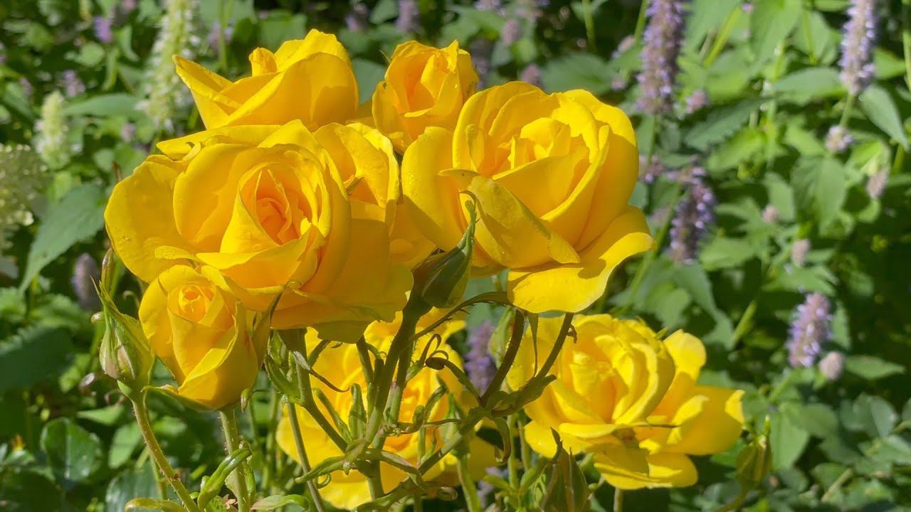 Август в Саду 9 августа 2023 часть 3