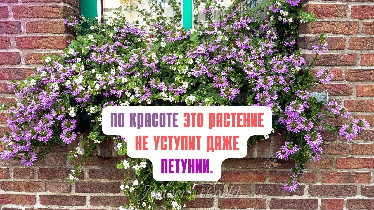 ПО КРАСОТЕ ЭТО РАСТЕНИЕ НЕ УСТУПИТ ДАЖЕ ПЕТУНИИ.