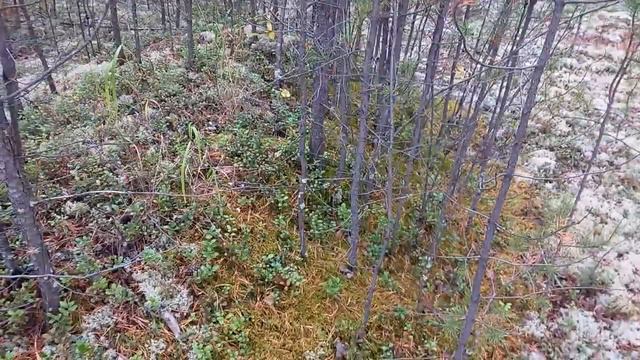 Забытые способы ориентирования. По микрорельефу