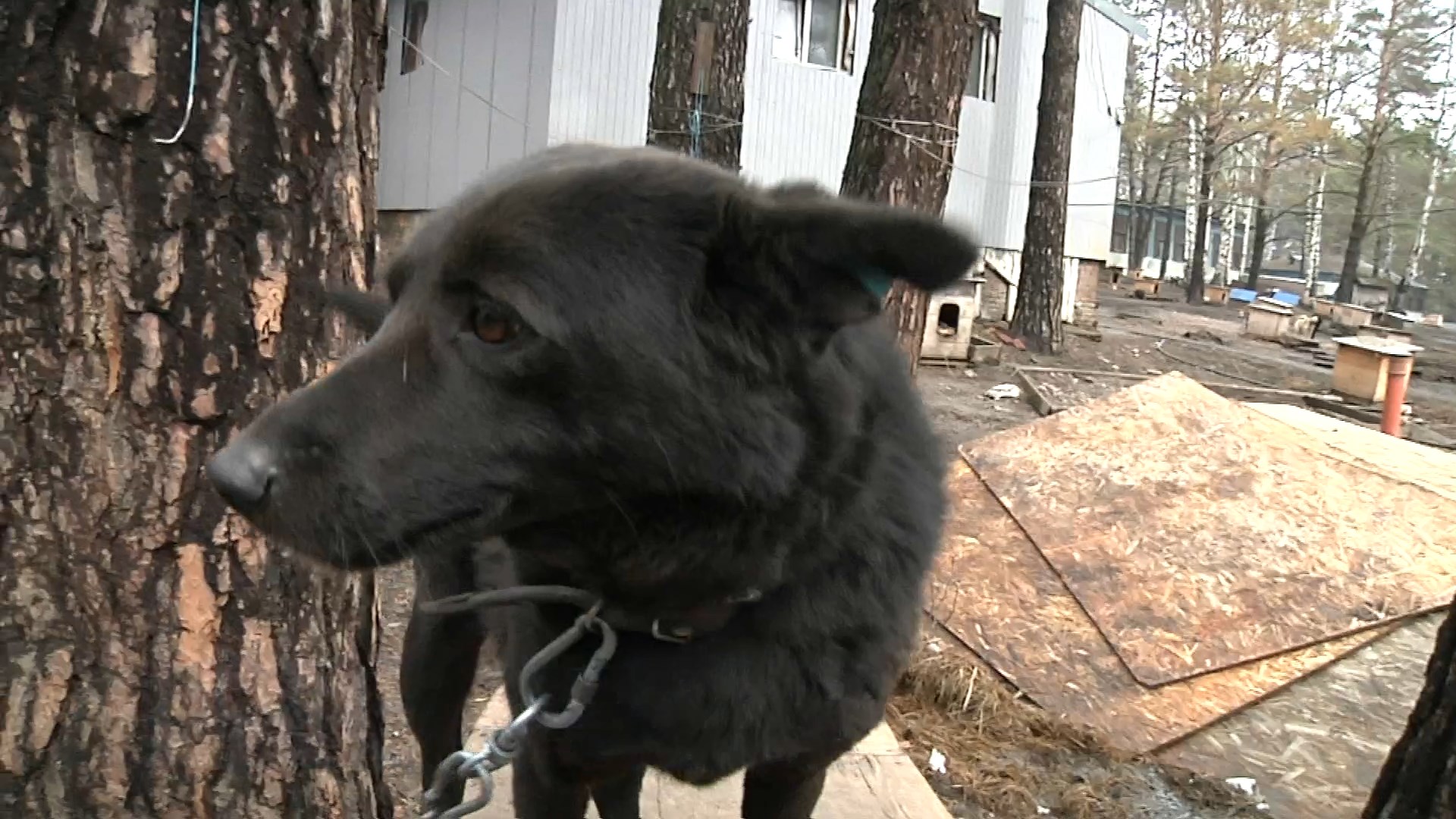 Хочу домой: Черныш