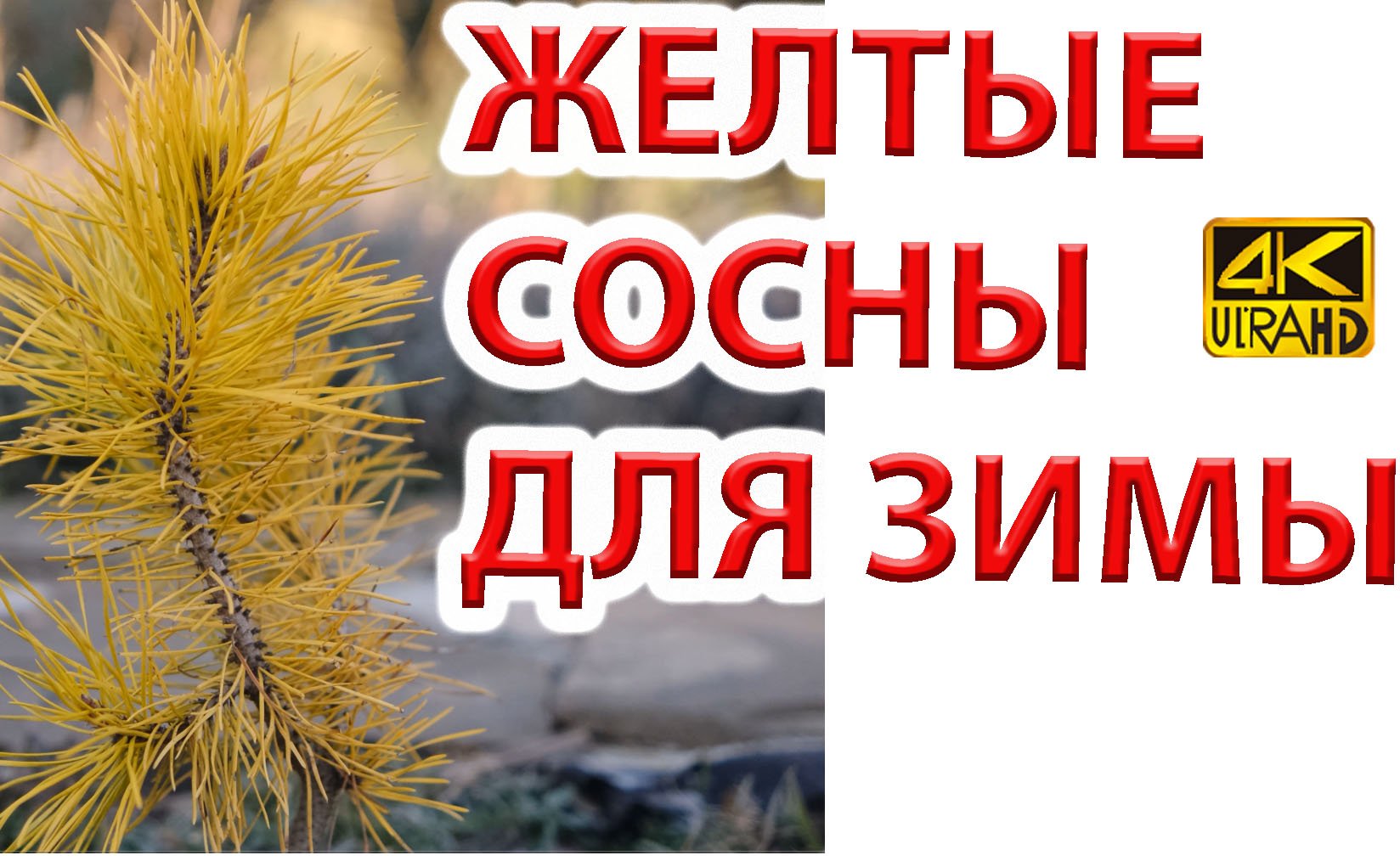 Самые красивые желтые сосны зимой. Желтые хвойные.