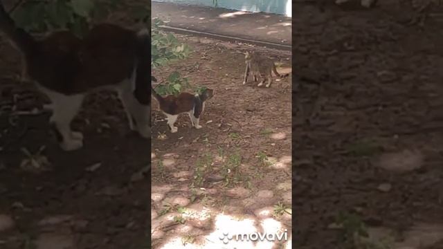 #shorts Летящей походкой кот вышел из бара???.mp4