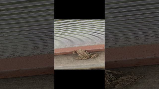 Лягушка ждёт дюймовочку