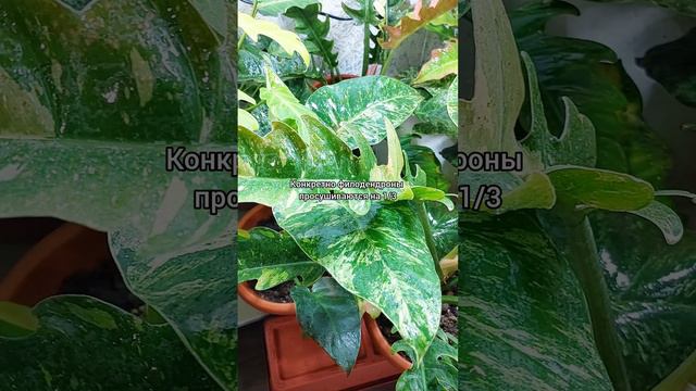 Просушивать ли #филодендрон 🌿 #ответы на #вопросы 🌿 #цветы #растения #содержание #уход #shorts